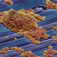 Illustration for article titled Can We Avoid an Antibiotic Apocalypse?